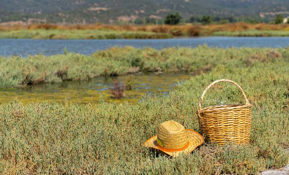 Bodrum’da Deniz Börülcesi Hasadı Sofraya Taşındı