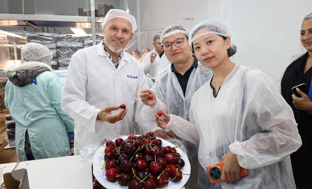 Türk Kirazı Çin Yolunda