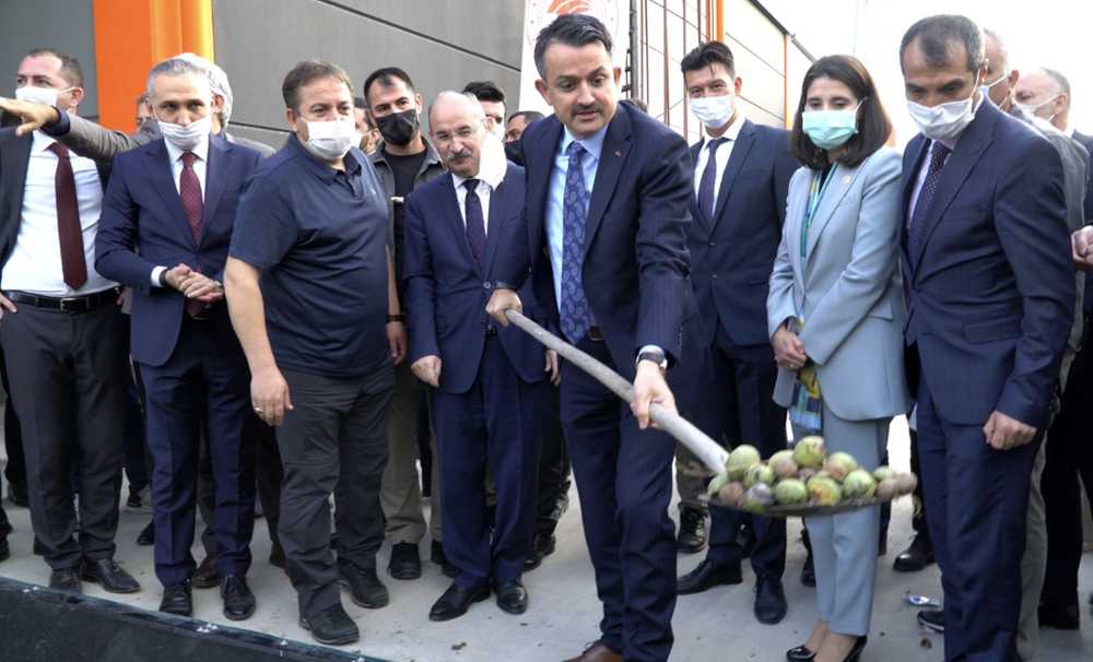 Türkiye’nin en büyük ceviz işleme fabrikası açıldı!