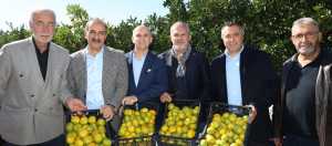 Satsuma Mandalinasının İhracat Yolculuğu Başladı